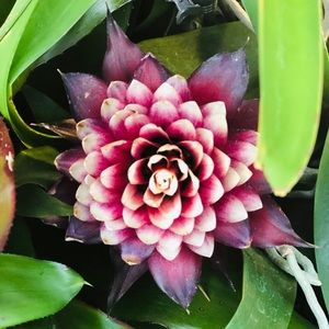 Meet your Posher, Louella